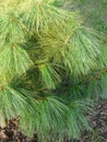 HIMALA PINE IN BOTANIC GARDEN