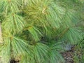 HIMALA PINE IN BOTANIC GARDEN