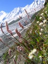 Himalaya flower