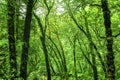 Himalaya green forest in the valley of flowers, uttarakhand in