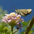 Himalaya Swift butterfly