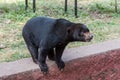 Himalayan or Asiatic black bear barking in the nature reserve area in Nehru Zoological Park Hyderabad, India Royalty Free Stock Photo