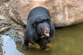 Himalayan or Asiatic black bear barking in the nature reserve area in Nehru Zoological Park Hyderabad, India Royalty Free Stock Photo
