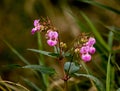 Himalayan Balsam