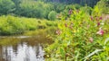 Himalayan Balsam at the Bank of Cerna River, Czechia Royalty Free Stock Photo