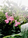 Himalayan Balsam Flower and Seed Pods