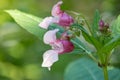 Close-up photo of pink flowers on green blurred background Royalty Free Stock Photo