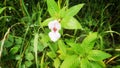 Himalayan Balsam, an Invasive Species in Europe Royalty Free Stock Photo