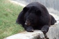 Himalayan Bear