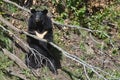 Himalayan bear in the forest on Far East, Russia Royalty Free Stock Photo