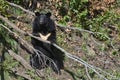 Himalayan bear in the forest, Primorsky Krai