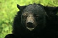 Himalayan Bear, India Royalty Free Stock Photo