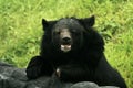 Himalayan Bear in an Indian Zoo Royalty Free Stock Photo