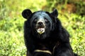 Himalayan bear Royalty Free Stock Photo