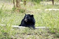 Himalayan bear Royalty Free Stock Photo