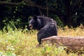 Himalayan Bear in Indian zoological park Royalty Free Stock Photo