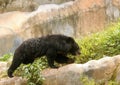 Himalayan Bear in Indian zoological park Royalty Free Stock Photo