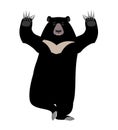 Himalayan bear Yoga. yogi wild animal emoji. Black big beast