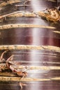 Himalayan Birch Bark Cherry tree Royalty Free Stock Photo