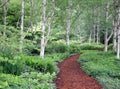 Himalayan Birch Forest