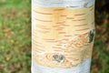 Himalayan birch trunk (Betula utilis var. jaccquemontiithe) Royalty Free Stock Photo