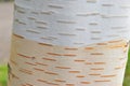 Himalayan birch trunk (Betula utilis var. jaccquemontiithe) Royalty Free Stock Photo