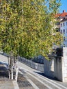 Himalayan birch, Useful birch, Betula utilis on the urban street