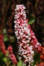 `Himalayan Bistort` flower - Polygonum Affine Royalty Free Stock Photo