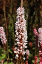 `Himalayan Bistort` flower - Polygonum Affine Royalty Free Stock Photo