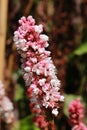 `Himalayan Bistort` flower - Polygonum Affine Royalty Free Stock Photo