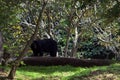 Himalayan Black Bear Royalty Free Stock Photo