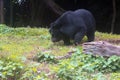 Himalayan Black Bear in National Park, India Royalty Free Stock Photo