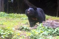 Himalayan Black Bear in National Park, India Royalty Free Stock Photo