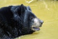 Himalayan black bear takes a bath in the yellow water Royalty Free Stock Photo