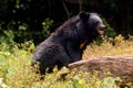 Himalayan Bear in Indian zoological park Royalty Free Stock Photo