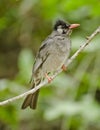 A himalayan black bulbul Royalty Free Stock Photo