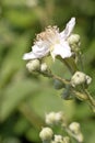 Himalayan blackberry flower, Rubus armeniacus Royalty Free Stock Photo
