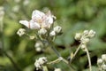 Himalayan blackberry flower, Rubus armeniacus Royalty Free Stock Photo