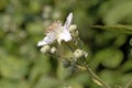 Himalayan blackberry flower, Rubus armeniacus Royalty Free Stock Photo