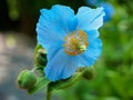 Himalayan blue poppy