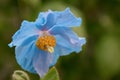 Himalayan blue poppy Meconopsis betonicifolia, close-up of flower Royalty Free Stock Photo