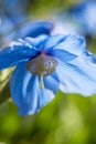 Himalayan Blue Poppy (Meconopsis) Royalty Free Stock Photo