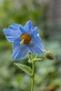 Himalayan blue poppy Meconopsis betonicifolia, blue flower Royalty Free Stock Photo