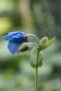 Himalayan blue poppy Meconopsis betonicifolia, a budding blue flower Royalty Free Stock Photo