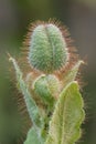 Himalayan blue poppy Meconopsis betonicifolia, bud Royalty Free Stock Photo