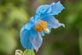 Himalayan blue poppy Meconopsis betonicifolia stunning blue flower