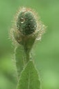 Himalayan blue poppy Meconopsis betonicifolia, hairy bud in morning dew Royalty Free Stock Photo