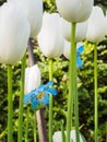 Himalayan blue poppy among white tulips