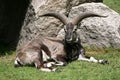 Himalayan blue sheep Royalty Free Stock Photo