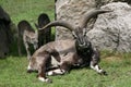 Himalayan blue sheep